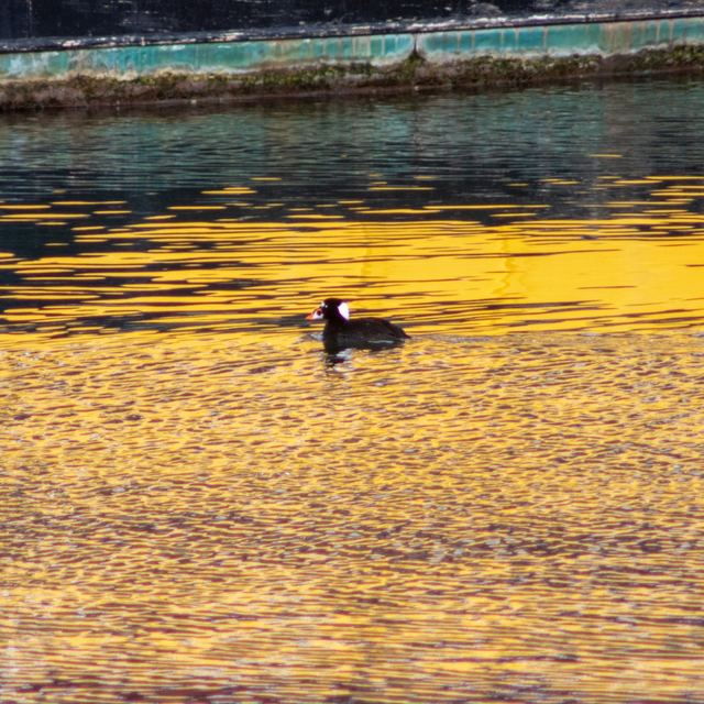Surf Scoter