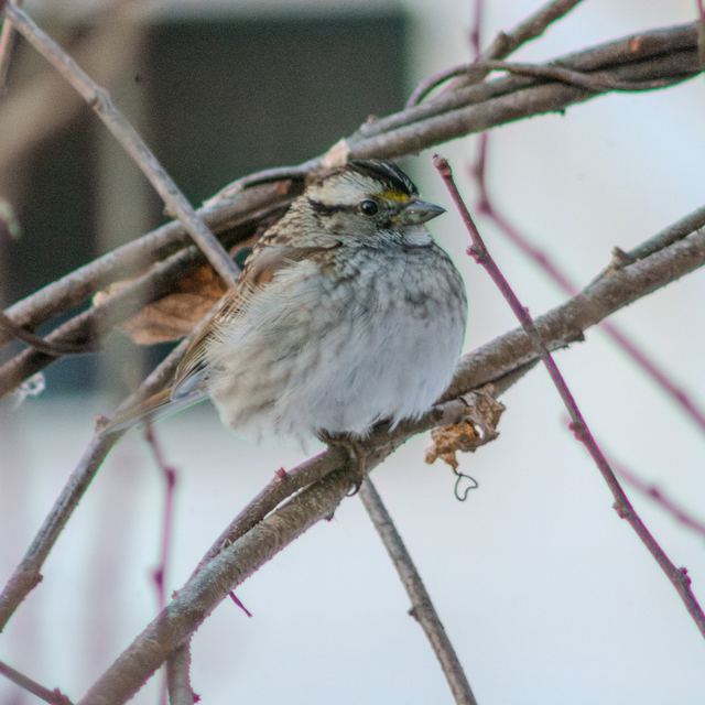 White-throated Sparrow
