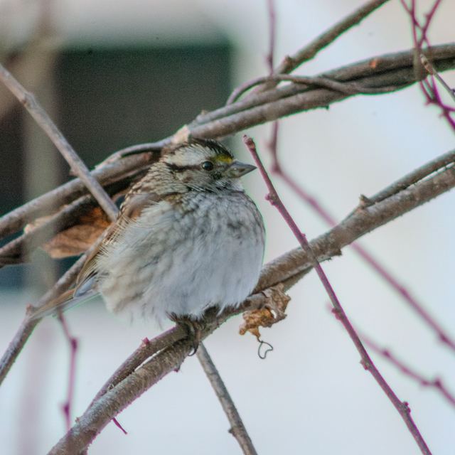White-throated Sparrow