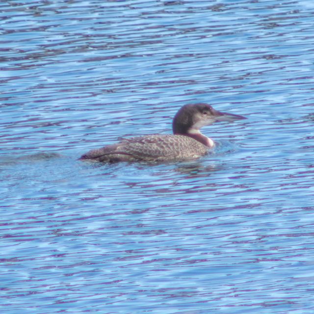 Common Loon
