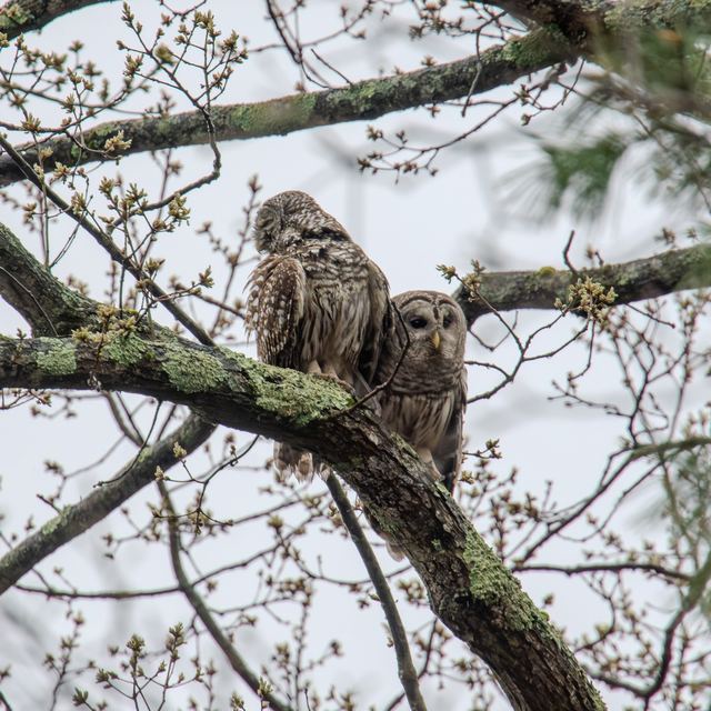Barred Owl