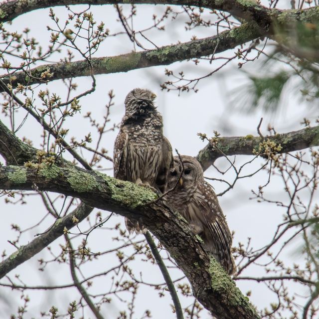Barred Owl