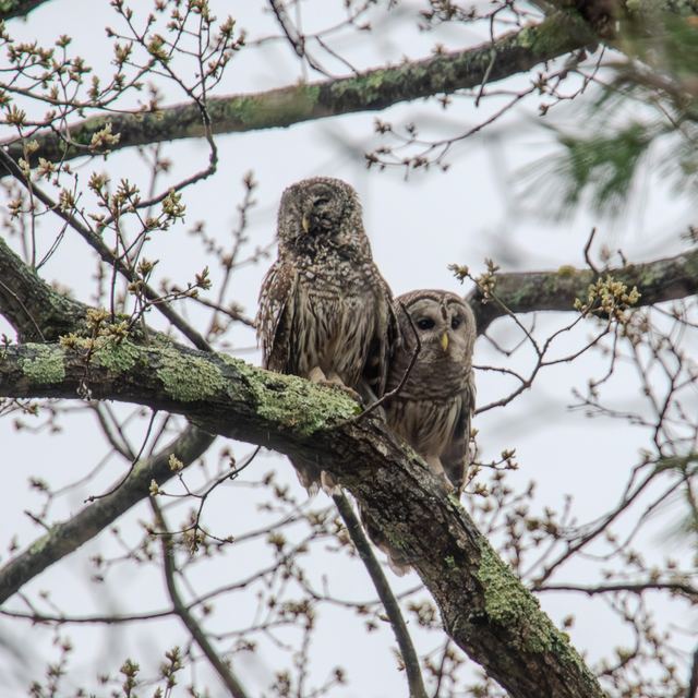 Barred Owl