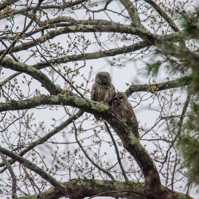 Barred Owl