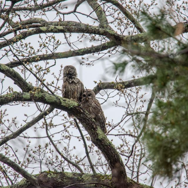 Barred Owl