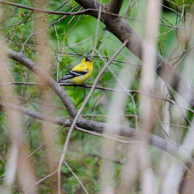American Goldfinch