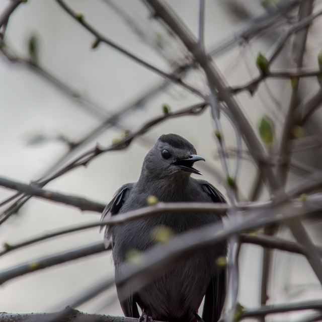Gray Catbird