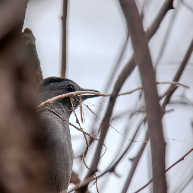 Gray Catbird