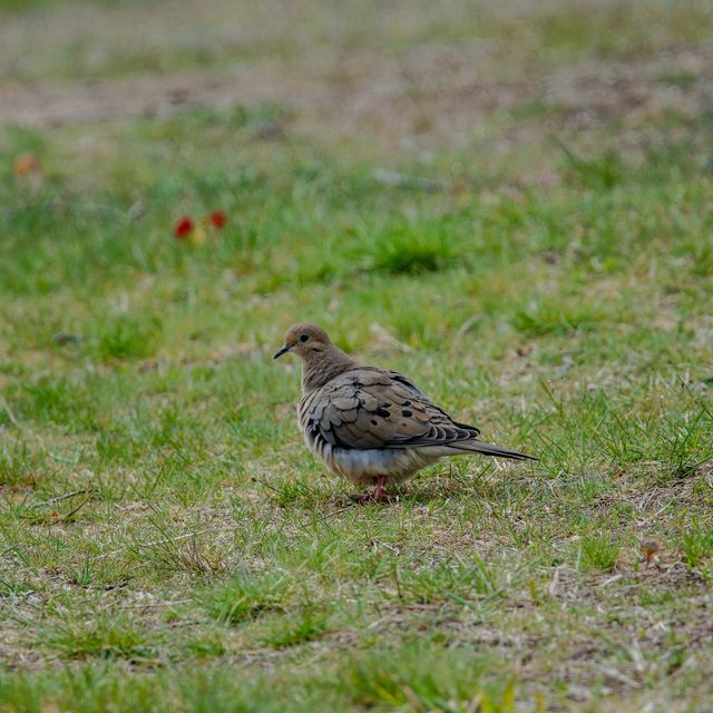 Mourning Dove