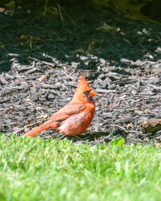 Northern Cardinal