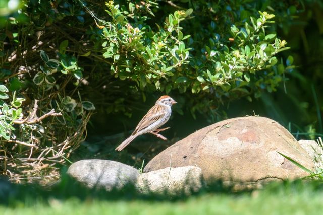 Chipping Sparrow