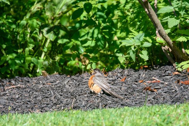 American Robin