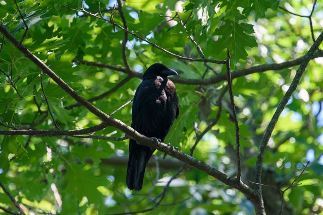 American Crow