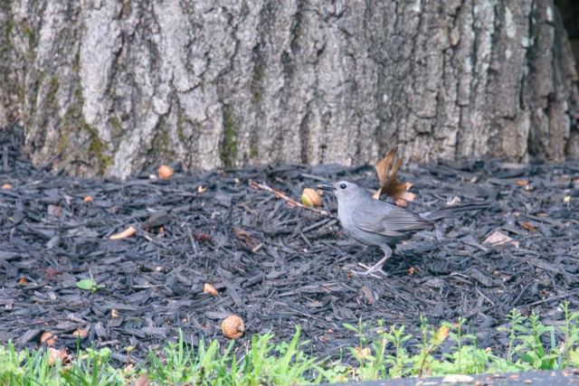 Gray Catbird