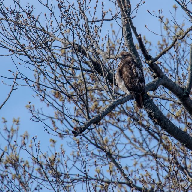Red-tailed Hawk