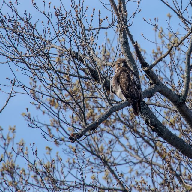 Red-tailed Hawk
