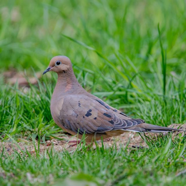 Mourning Dove