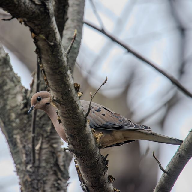 Mourning Dove