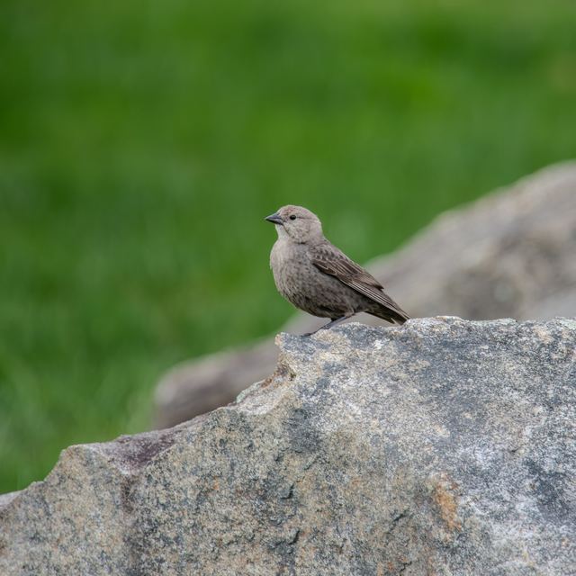 Brown-headed Cowbird