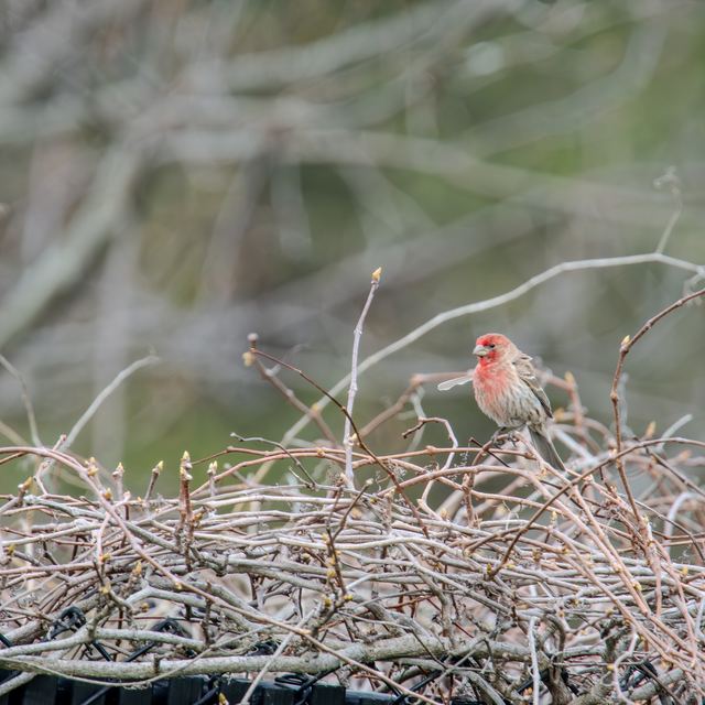 House Finch