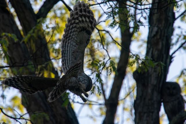 Barred Owl