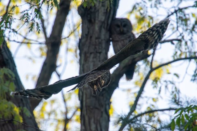 Barred Owl