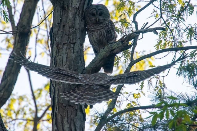 Barred Owl