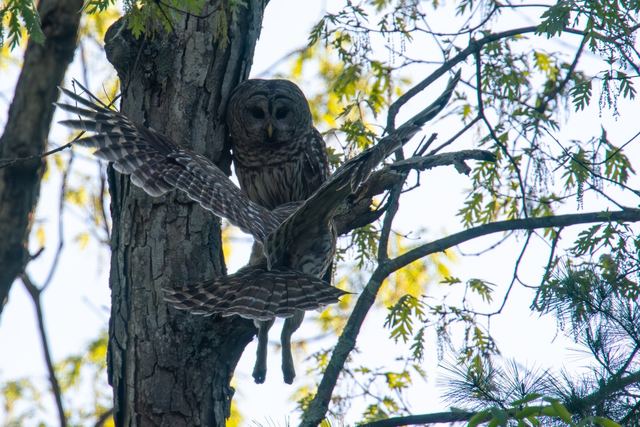 Barred Owl