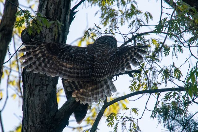 Barred Owl
