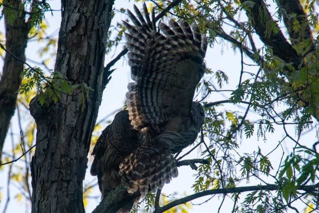 Barred Owl
