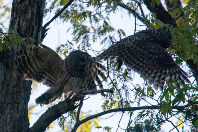 Barred Owl