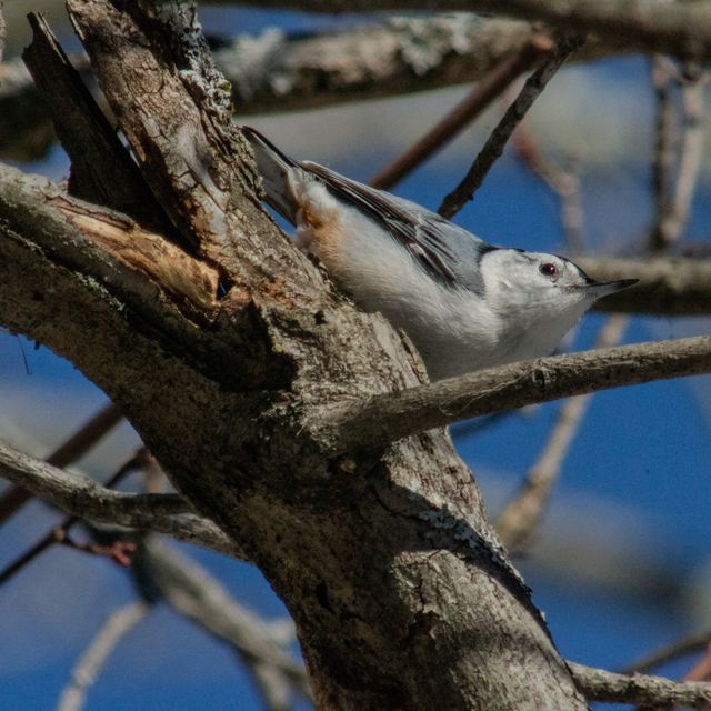 White-breasted Nuthatch
