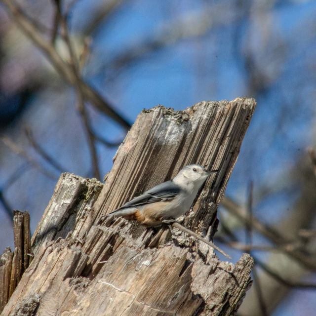 White-breasted Nuthatch