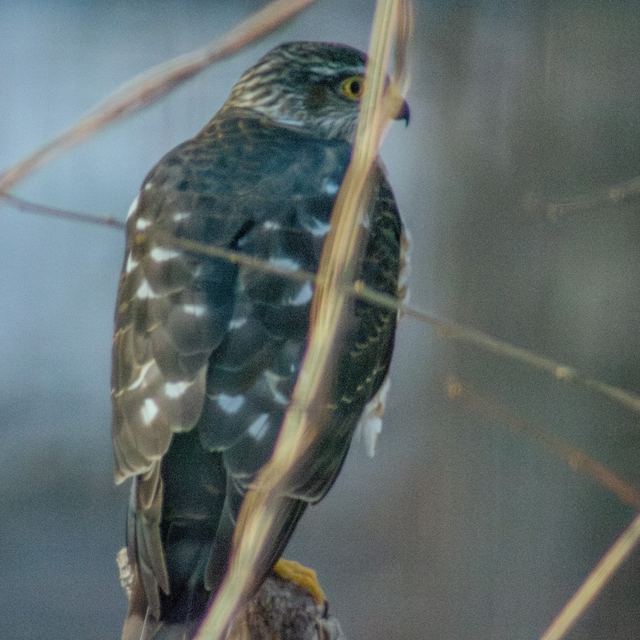 Cooper's Hawk