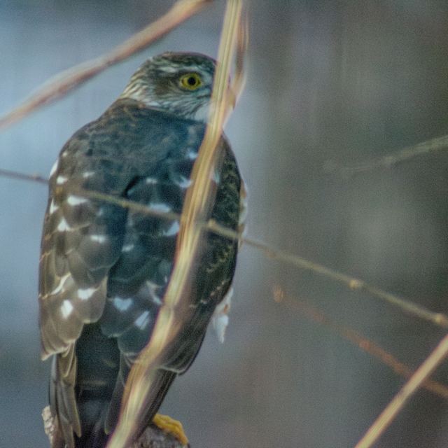 Cooper's Hawk
