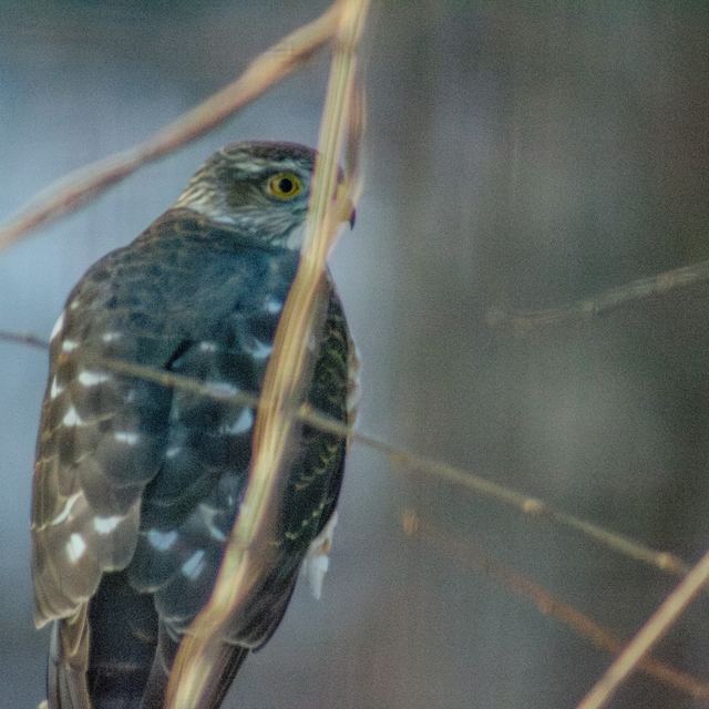 Cooper's Hawk
