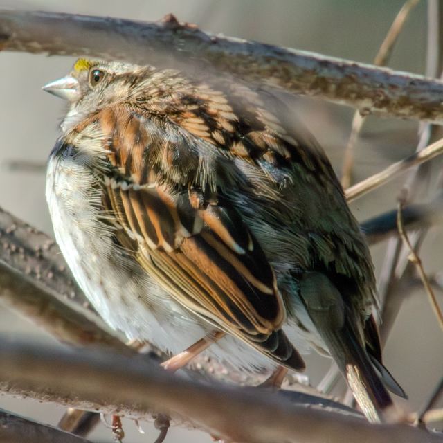 White-throated Sparrow