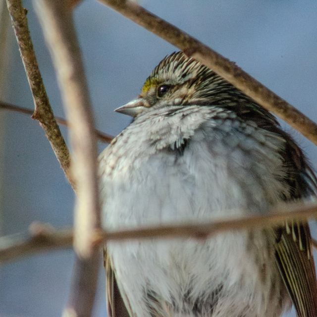 White-throated Sparrow