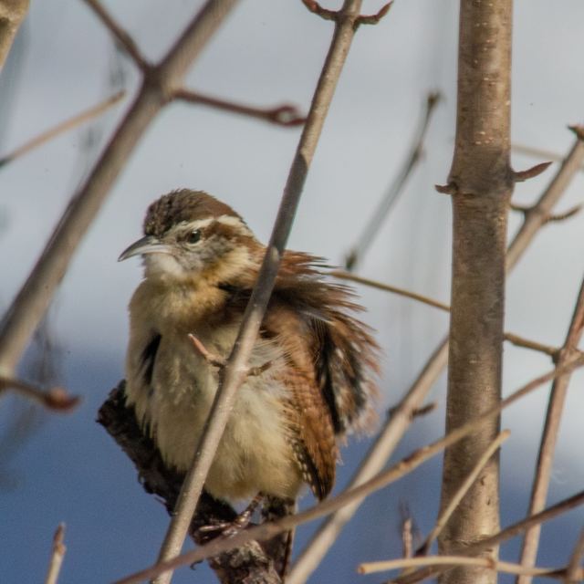 Carolina Wren