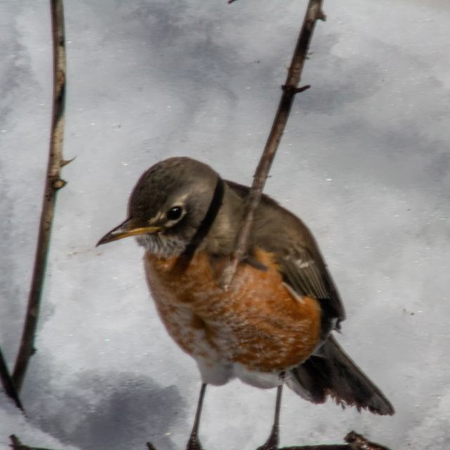 American Robin