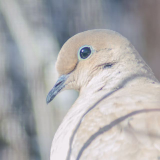 Mourning Dove