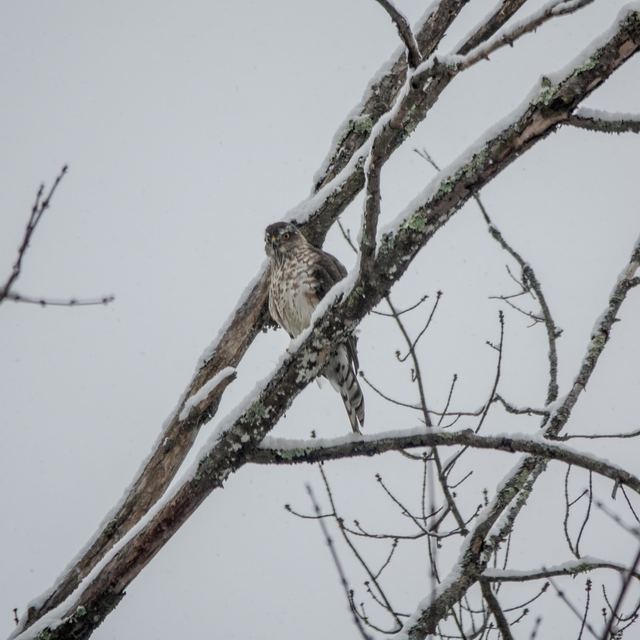 Cooper's Hawk