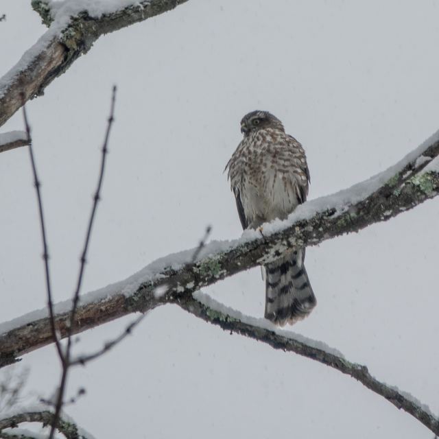 Cooper's Hawk