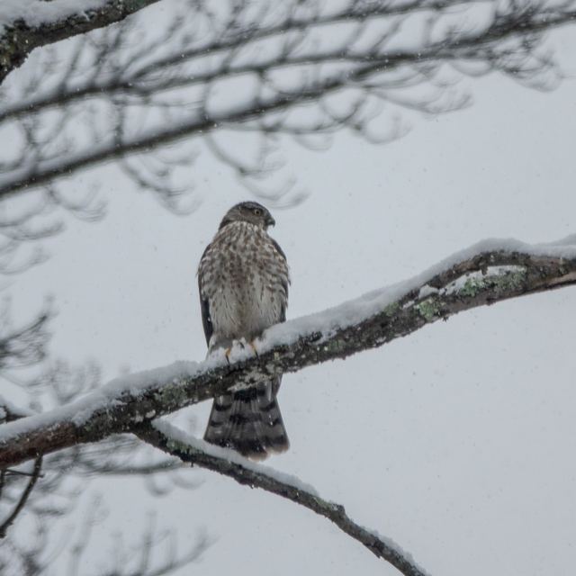 Cooper's Hawk