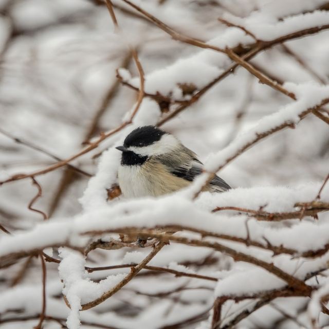 Black-capped Chickadee
