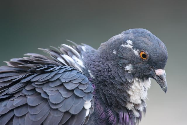 Rock Pigeon