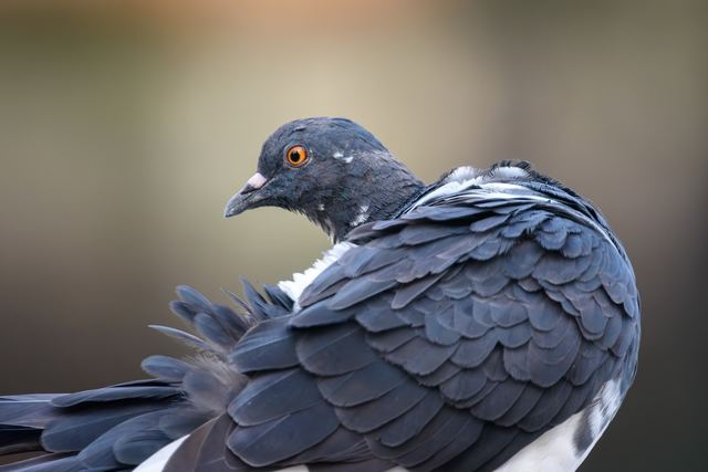 Rock Pigeon