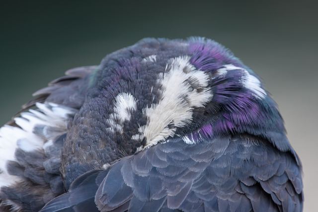 Rock Pigeon