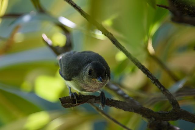 Tufted Titmouse
