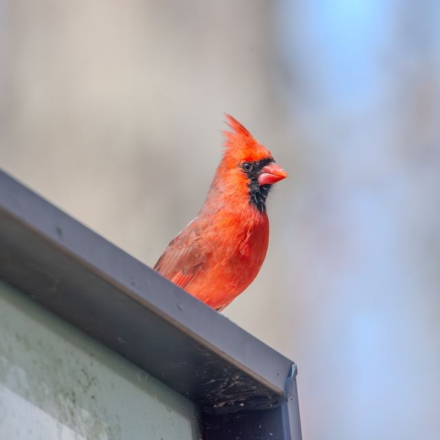 Northern Cardinal